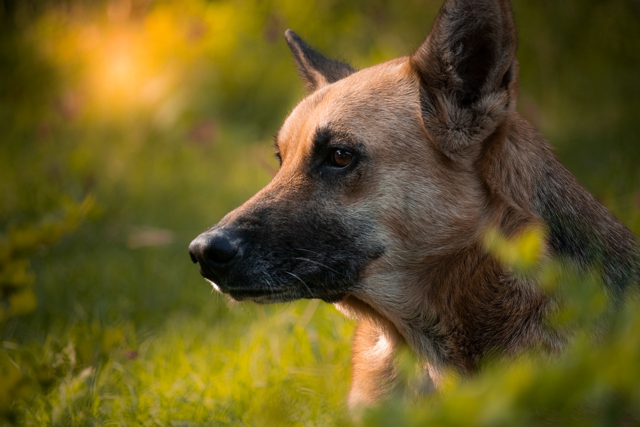 Un chien attaqué par des abeilles tueuses sauvé