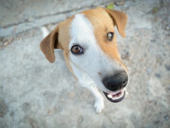 Attention, ces 8 races de chien vont dépasser les limites