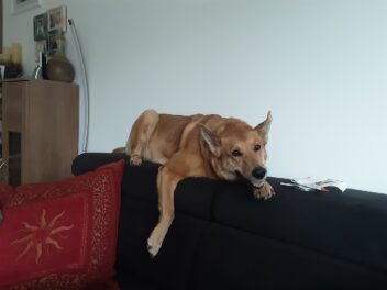 Les 8 races de chien qui ne sont pas très arrangeantes