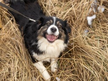 Signes que vous êtes prêt pour un autre chien