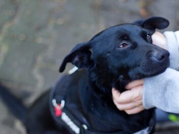 Voici les races de chien qui aiment le plus être câlinées