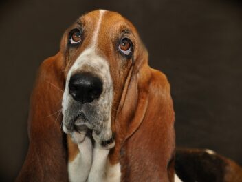 Les 8 races de chien qui réclament très souvent leur maître