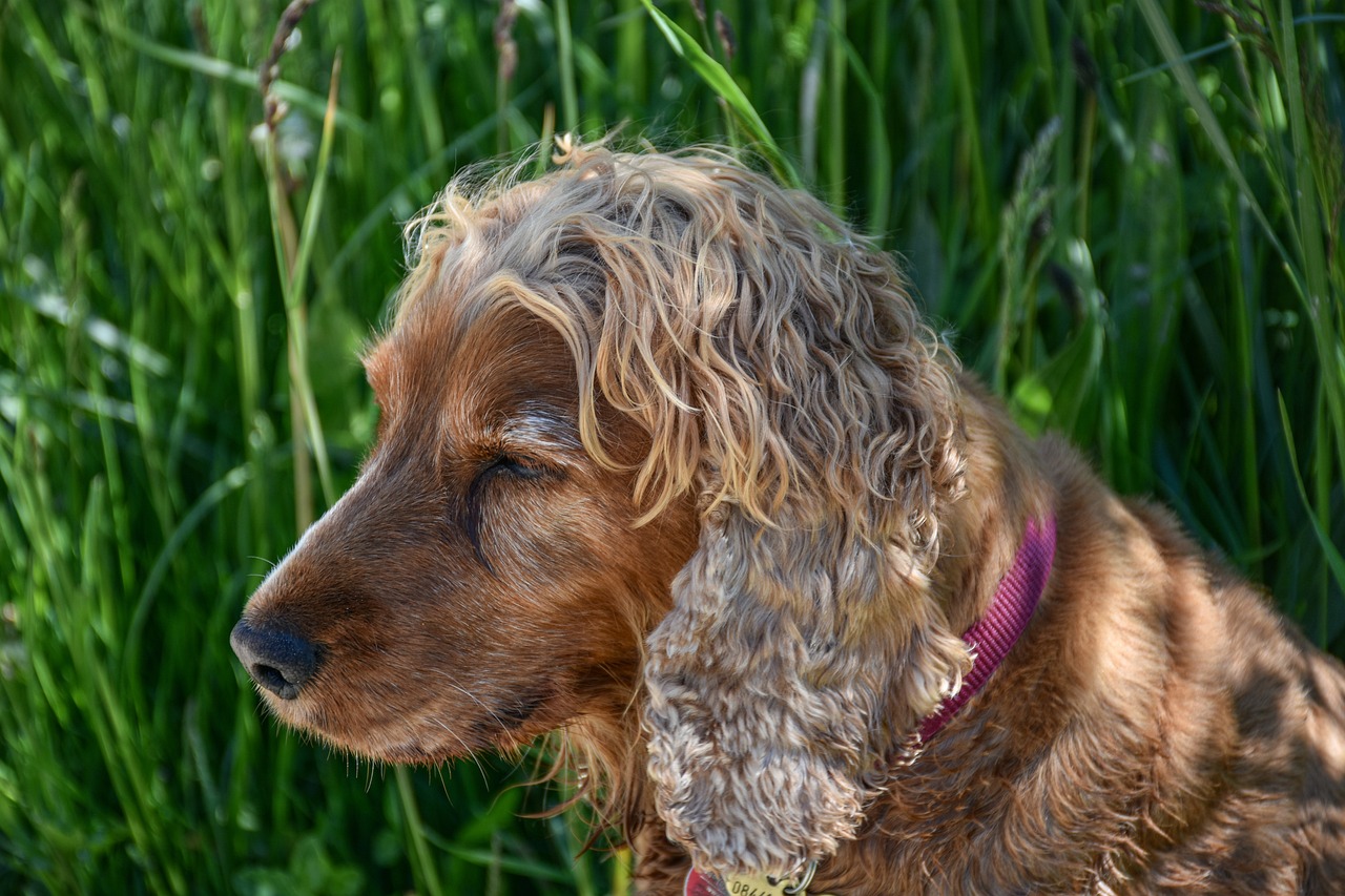 Un épagneul cocker dressé comme chien détecteur de gluten