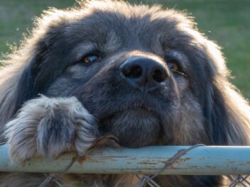 Les races de chien qui sont les plus amènes