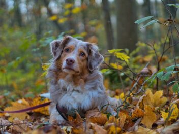 Voici les 8 races de chien qui ne raffolent pas de leur maître