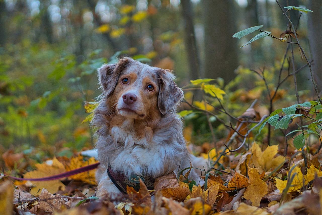 Voici les 8 races de chien qui ne raffolent pas de leur maître