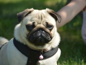 Voici les 8 races de chien qui ne sont pas très vivaces