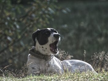8 races de chien qui ne sont pas faciles à aborder