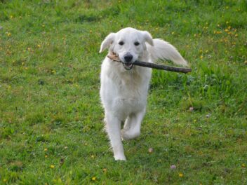 8 races de chien qui sont les plus banales