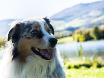 Ces races de chien n’ont pas vraiment besoin d’être choyées