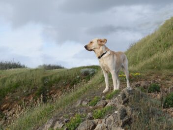 Voici les 8 races de chien qui sont les plus dissipées