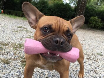 Voici les 8 races de chien qui sont les plus spéciales