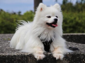 8 races de chien qui n’empiètent pas sur votre espace