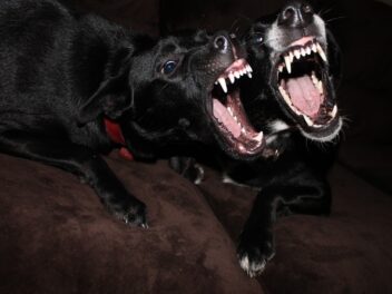 Voici 8 races de chien qui ne sont pas du tout commodes