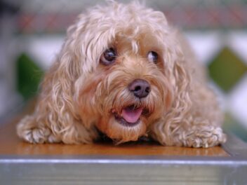 8 races de chien qui ne sont pas ouvertes aux autres