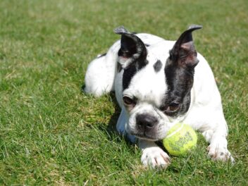 Un terrier de Boston volé retrouve son propriétaire