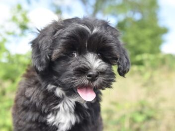 Voici 8 races de chien qui ne vont pas venir vous embêter