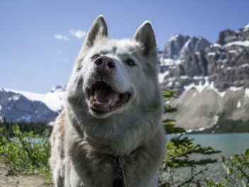 Voici les 8 races de chien qui raffolent de leur maître