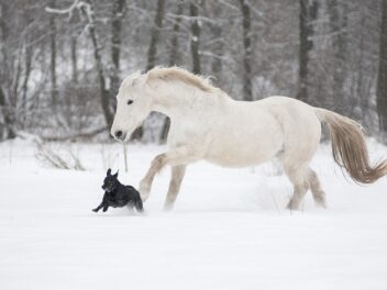 Les meilleures races de chiens pour les élevages de chevaux