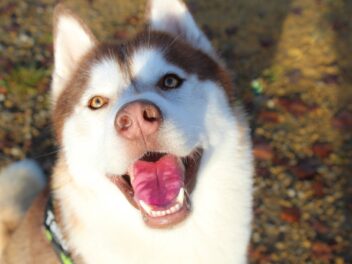 Voici 8 races de chien qui vont se détacher de leur maître