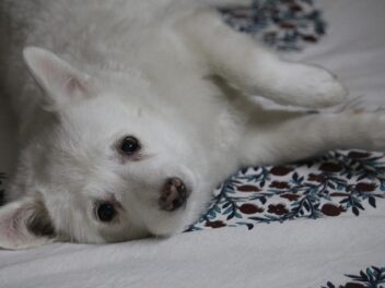 Quelles sont les races de chien les moins raisonnables ?