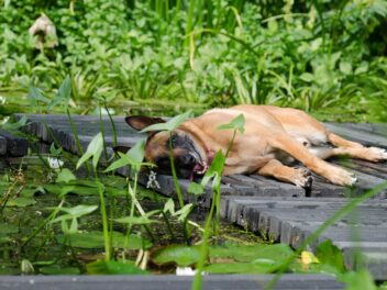 Voici les 8 races de chien qui sont les plus décontractées