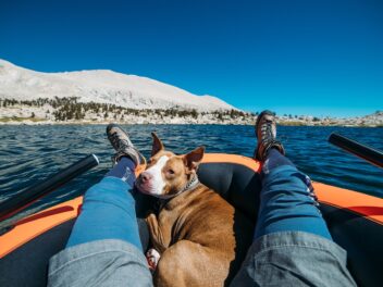 Découvrez les chiens du Titanic