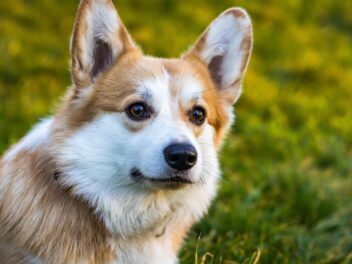 Noms de chiens inspirés des Beatles