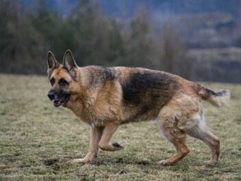 Les grandes races de chiens les plus populaires