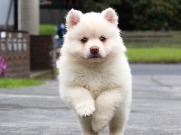 7 choses adorables et agaçantes que font les chiots