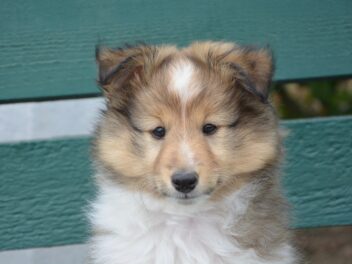 Voici 8 races de chien qui n&rsquo;aiment pas les querelles