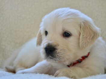 8 races de chien qui sont les moins mouvementées