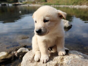 Les 8 races de chien qui ne sont pas de bonne volonté