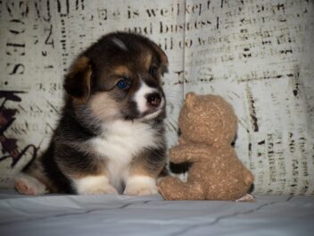 Les 8 races de chien qui sont vraiment les plus géniales