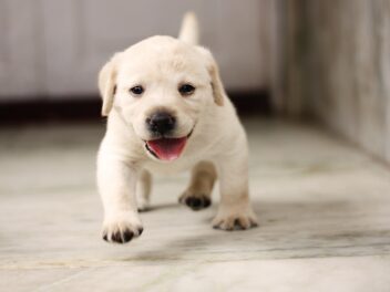 Des leaders d&rsquo;un hôpital élèvent un chiot guide