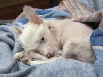 Quelles sont ces races de chien qui sont les moins animées ?