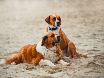 Les 8 races de chien qui vont fraterniser avec leurs congénères