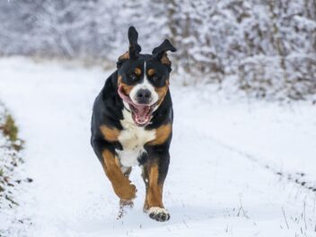 Voici les 8 races de chien qui sont les moins peinardes