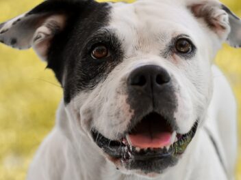 Ce que dirait votre chien s&rsquo;il pouvait parler