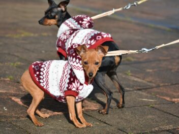 Comment choisir un promeneur de chiens pour votre chiot ?