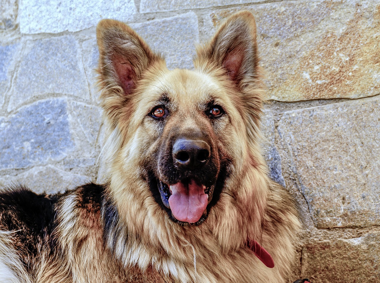 Pourquoi devriez-vous envisager d&rsquo;adopter un chien adulte ?