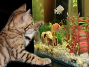 Quelles sont les principales espèces d&rsquo;animaux de compagnie dans notre pays ?