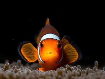 Quels sont les animaux hermaphrodites ?