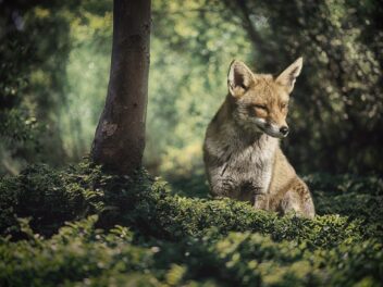 18 animaux sauvages les plus courants que l&rsquo;on peut trouver dans nos forêts