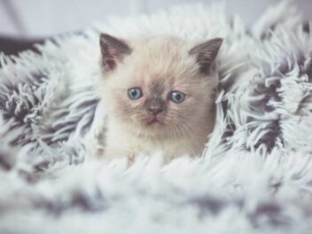 Une application révolutionnaire pour détecter la douleur chez les chats !