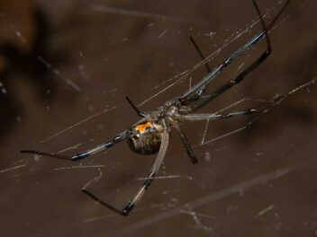 Quelles araignées sont dangereuses en France ? Photos et présentation