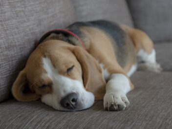 Chiots Beagle : Photos mignonnes et faits