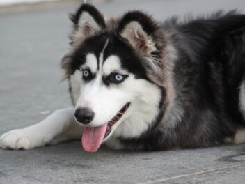 Attention, ces 8 races de chien ne sont pas faciles à domestiquer