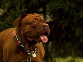 Quelles sont ces races de chien avec qui vous ne serez pas aux petits soins ?