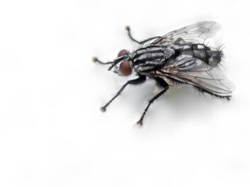 Mon chat mange des mouches, est-ce dangereux ?